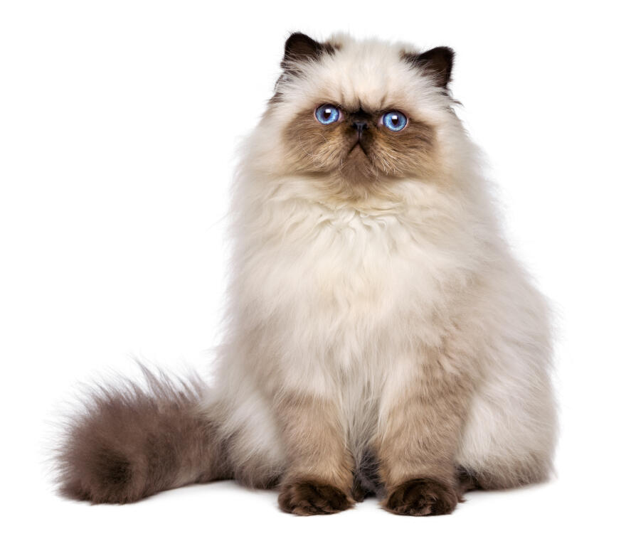 Persian—Cameo Bicolor Cat Breed