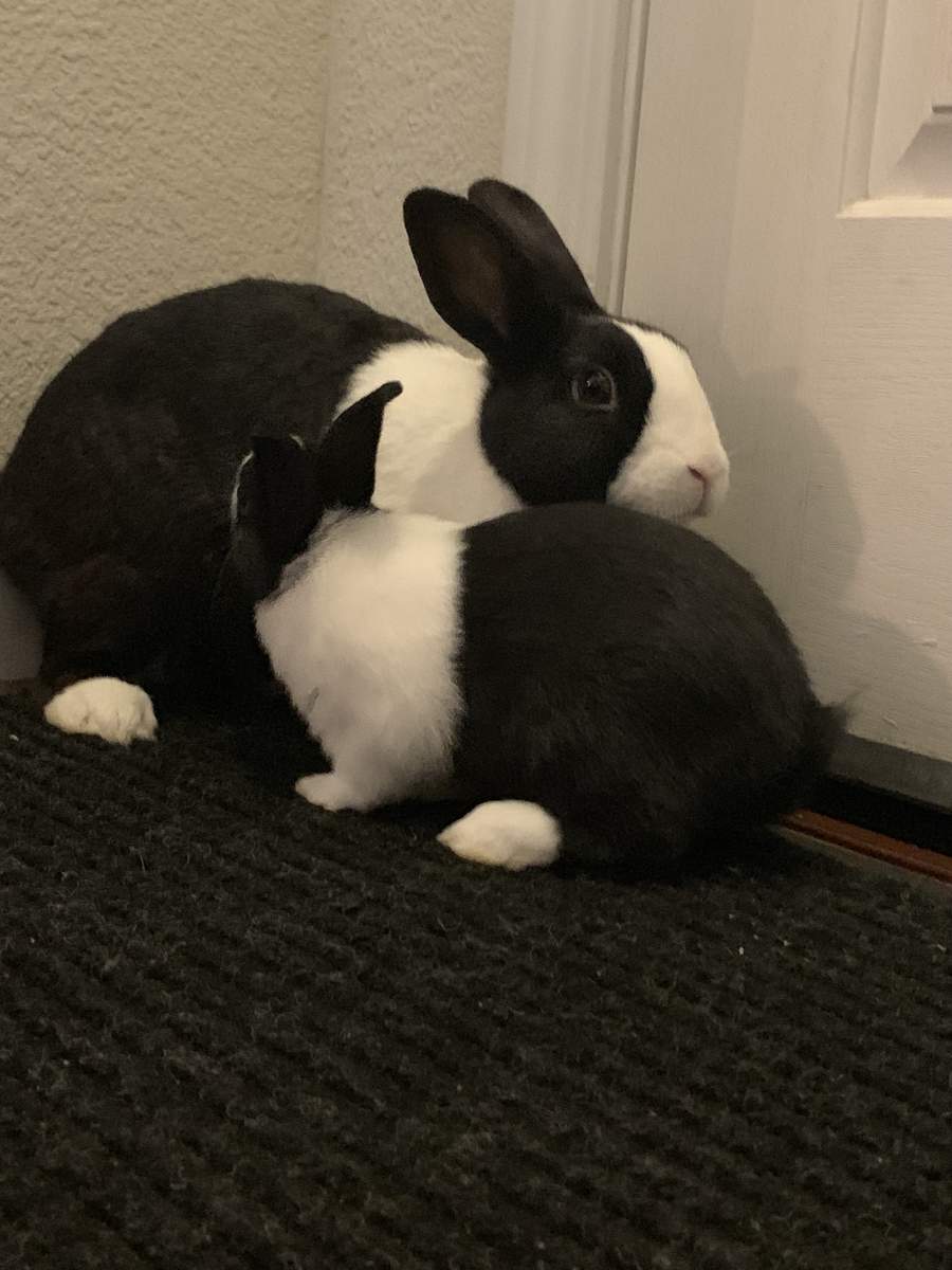 Dutch For Sale Rabbits Breed Information Omlet