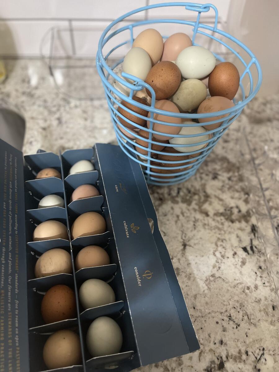 Easter Egger Chickens Easter Egger For Sale Chicken Breeds