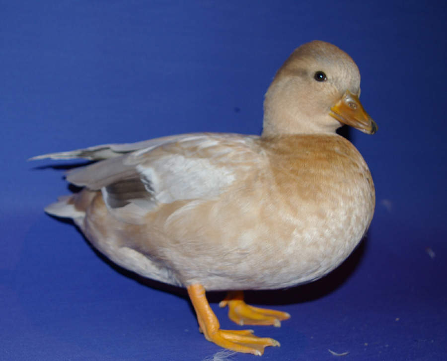 Call Duck Ducks Breed Information Omlet