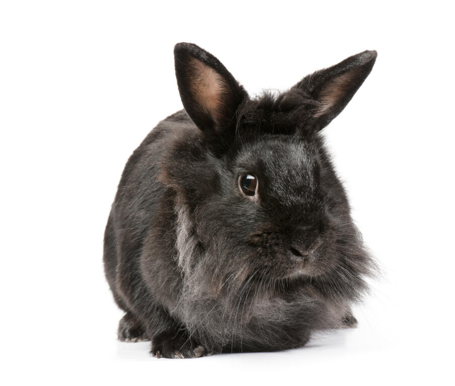 angora dwarf rabbit