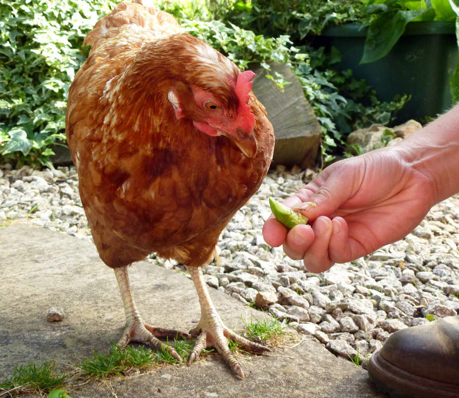 ExBattery Hen For Sale Chickens Breed Information Omlet