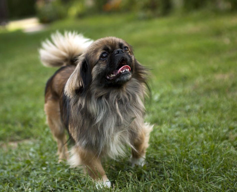 big pekingese