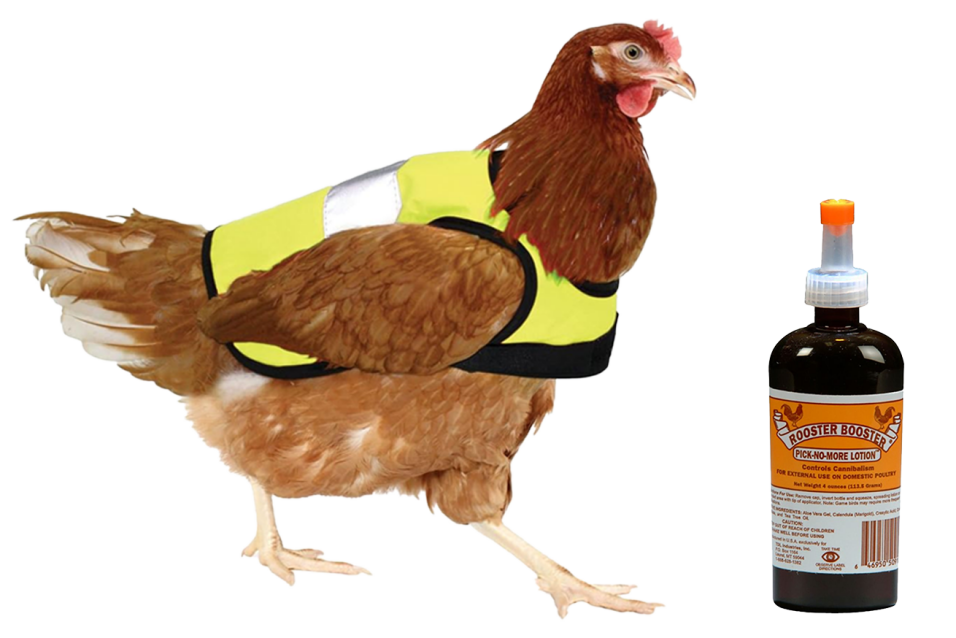 Chicken health