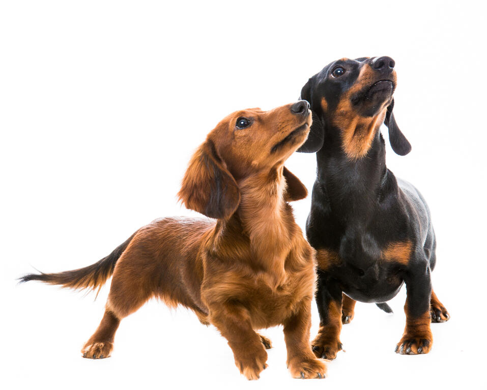 Dachshund Dogs Breed Information Omlet
