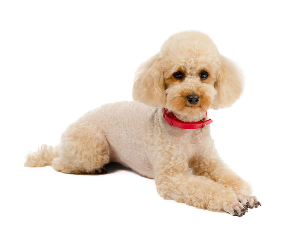 toy poodle beige