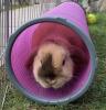 Great quality, great bunny fun!!
