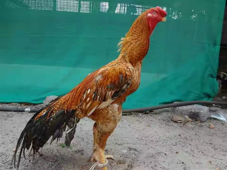 Gamefowl Gamefowl