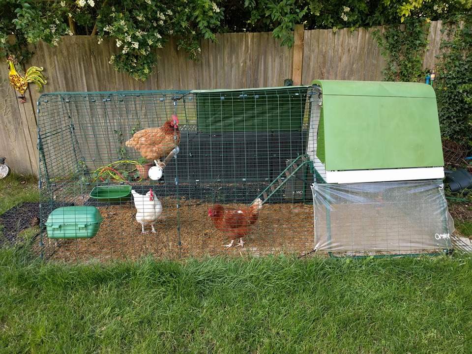 Omlet Chicken Perch 3ft Chicken Keeping Accessories Chicken Coops