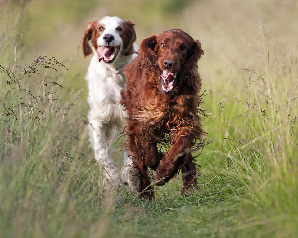 Irish setter spaniel top