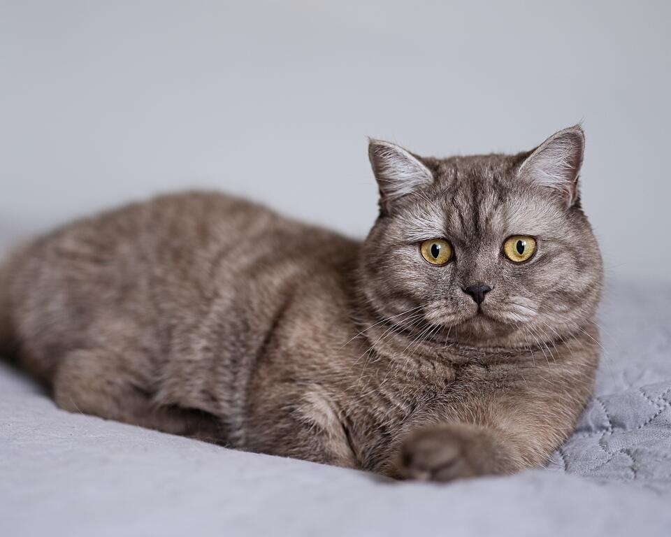 British Shorthair-Smoke Cat Breed