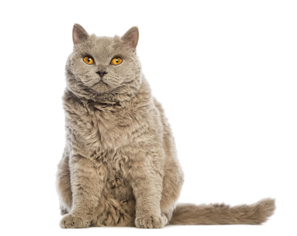 short haired selkirk rex