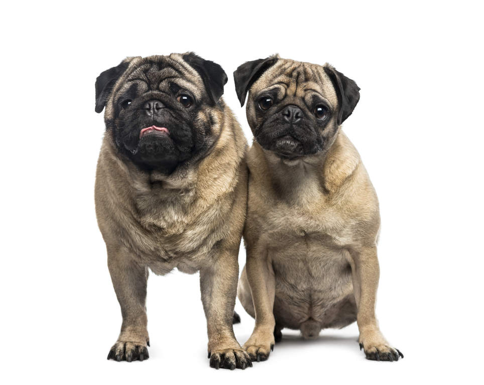 Pug Dogs