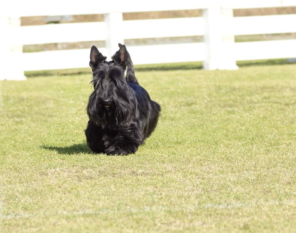 black skye terrier