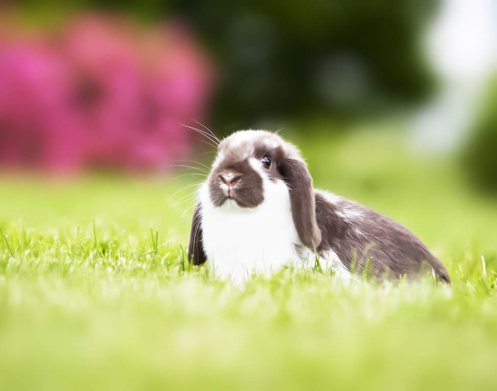 Mini Lop Rabbits Mini Lop For Sale Rabbit Breeds