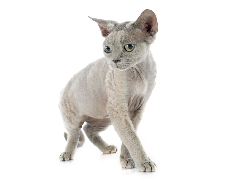 Devon Rex | Cats | Breed Information | Omlet