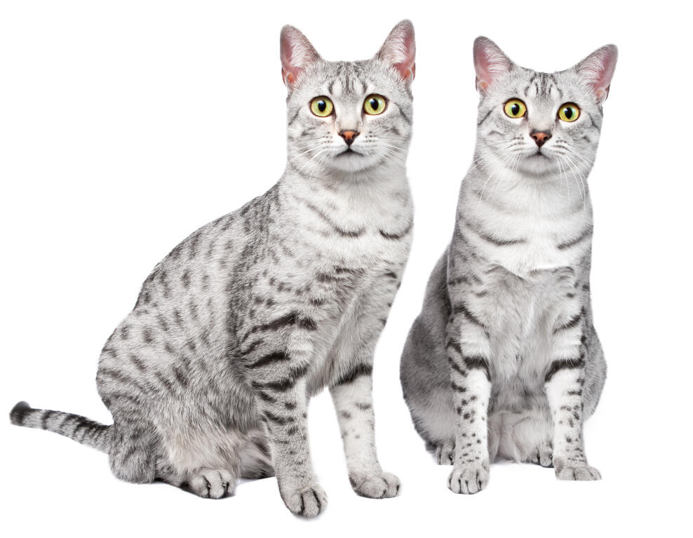pewter egyptian mau