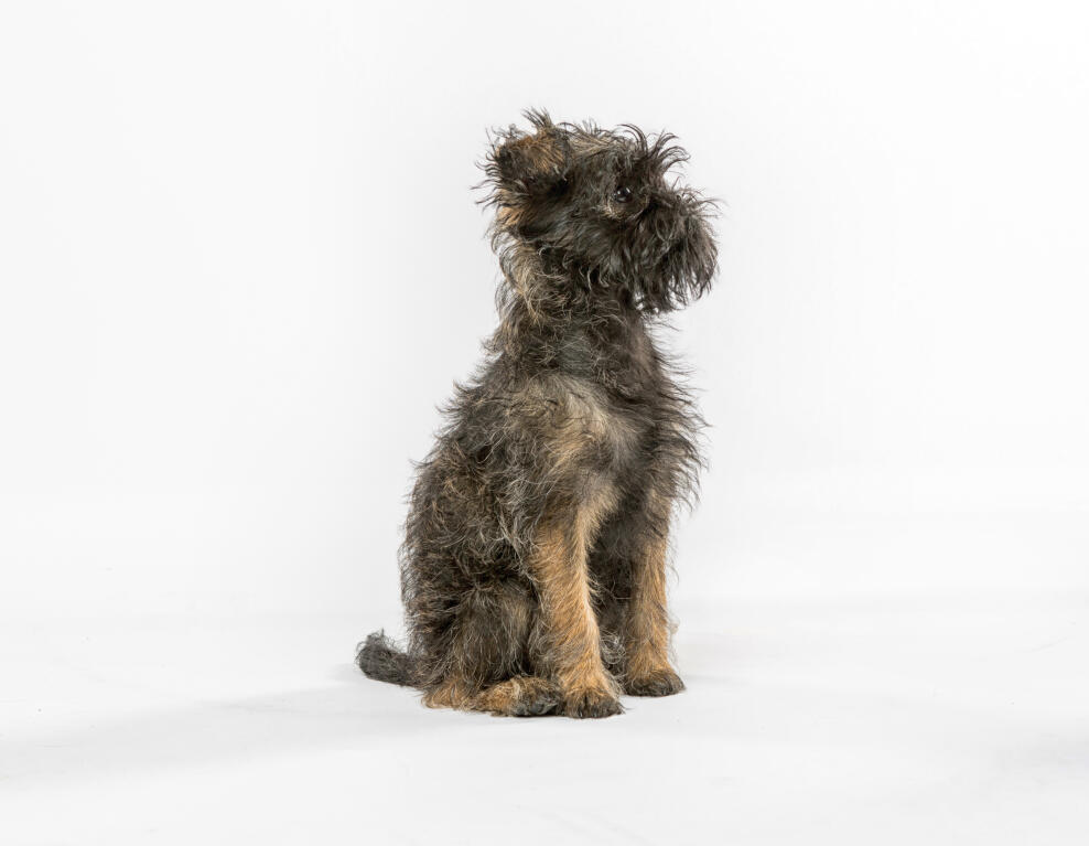 affenpinscher dogs breed information omlet
