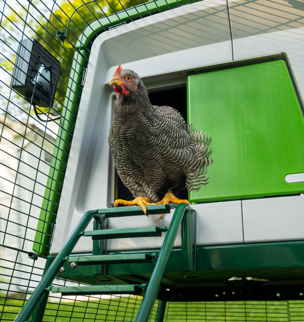 Chicken coming out of an automatic door on an Eglu Cube