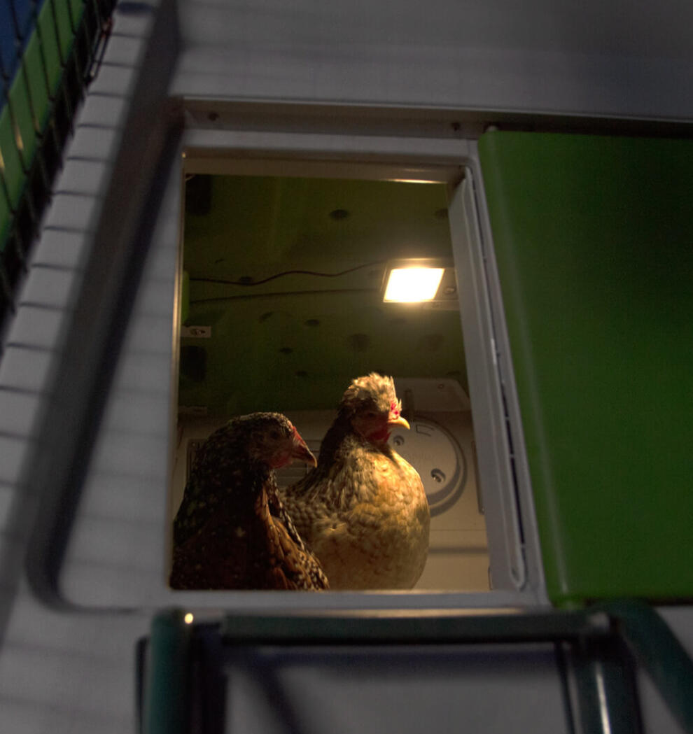 Chickens in a coop with a coop light
