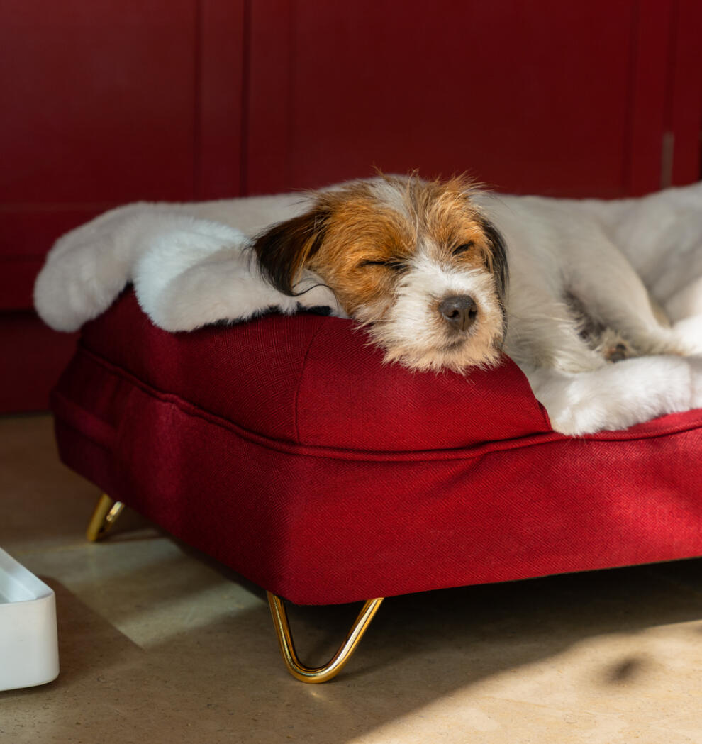 Memory Foam Bolster Dog Beds Omlet