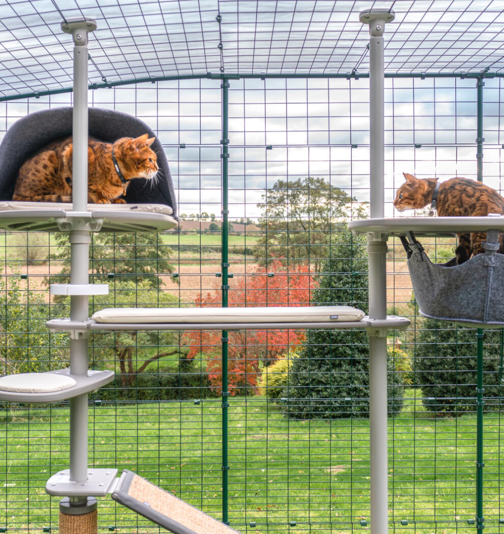 Two cats looking at each other whilst on the Freestyle cat tree