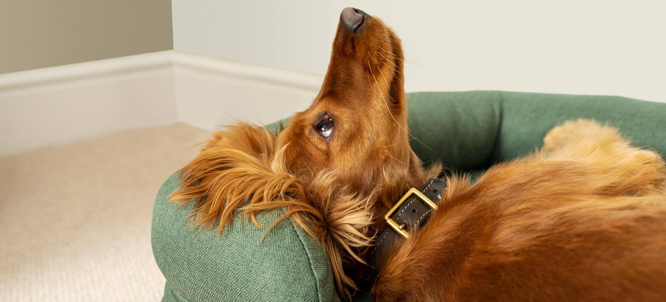 Cocker spaniel, nose up, on the Omlet Bolster dog bed