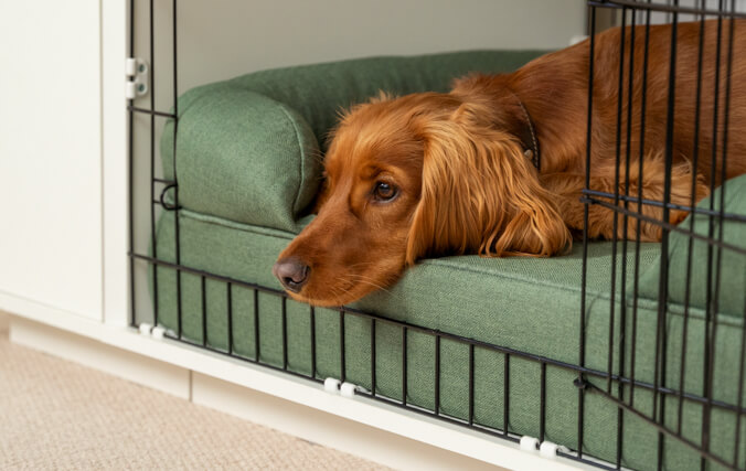 dog resting inside a dog crate