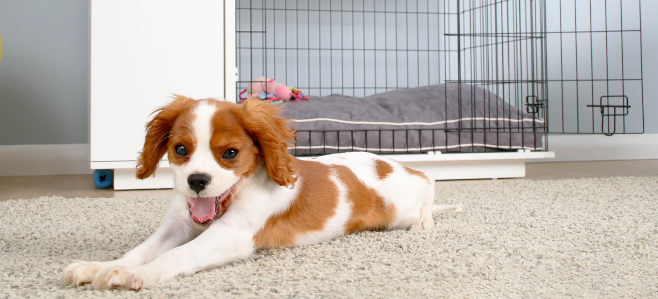 A big stretch and yawn for this cavalier King Charles spaniel puppy