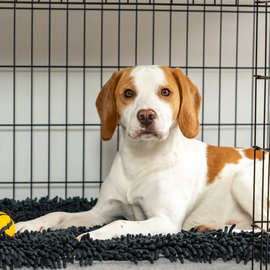 Fido Studio Dog Crate