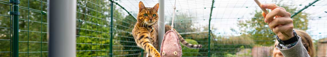 cat playing with cat toy in outdoor cat enclosure