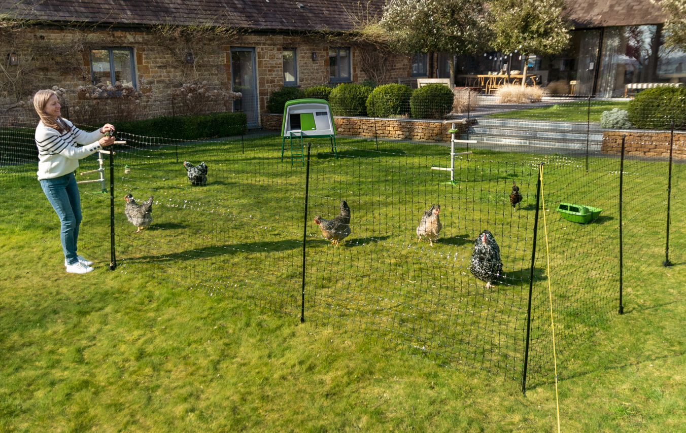 Keep your backyard flock safe with Omlet’s Chicken Fencing and Eglu Cube Chicken Coop