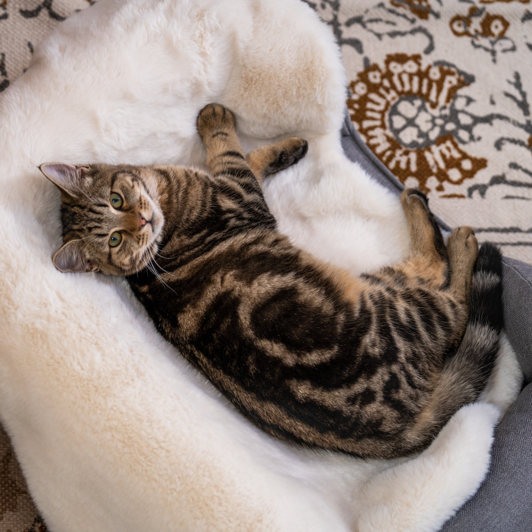 Luxury cheap cat blanket