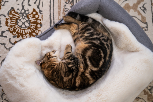 Cozy & Soft Cat Blankets