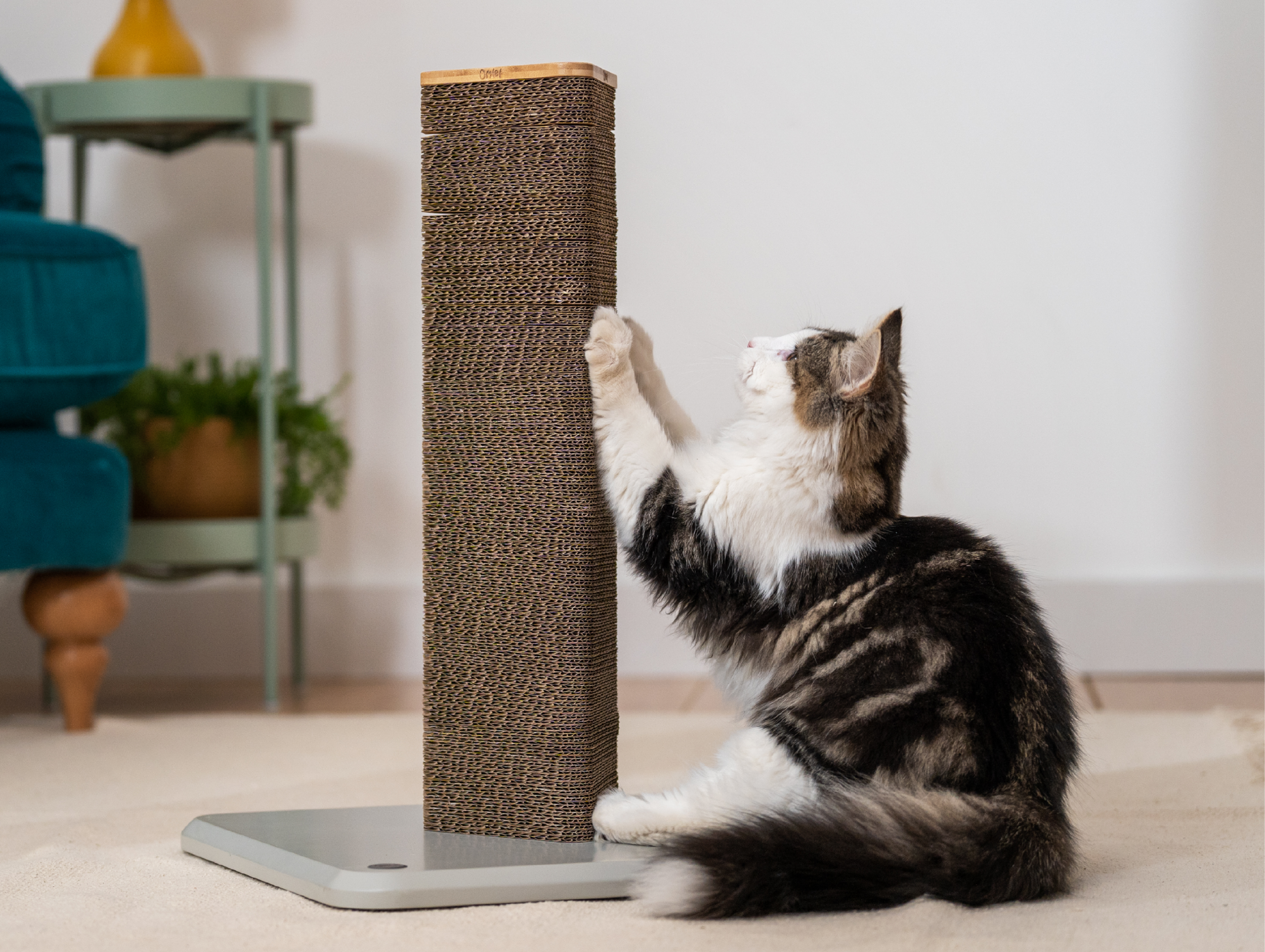 Cat with a scratching post
