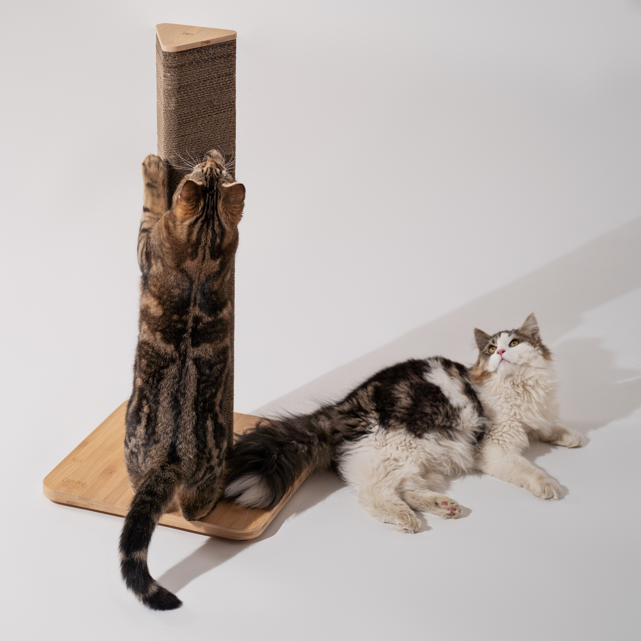 House Rules — The Scratching Post