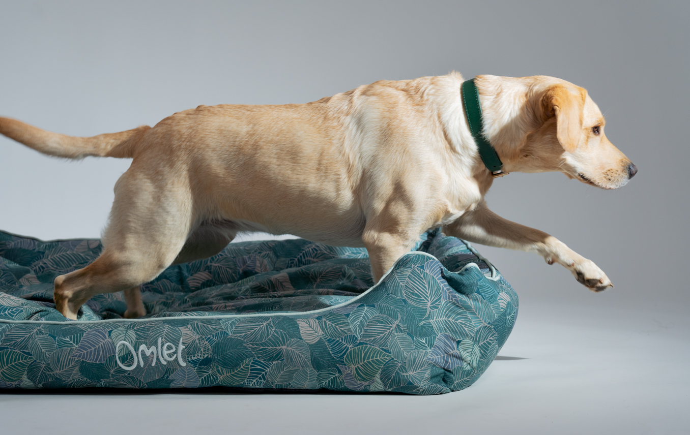 Labrador retriever and their Omlet Nest Dog Bed in Nature Trail Teal