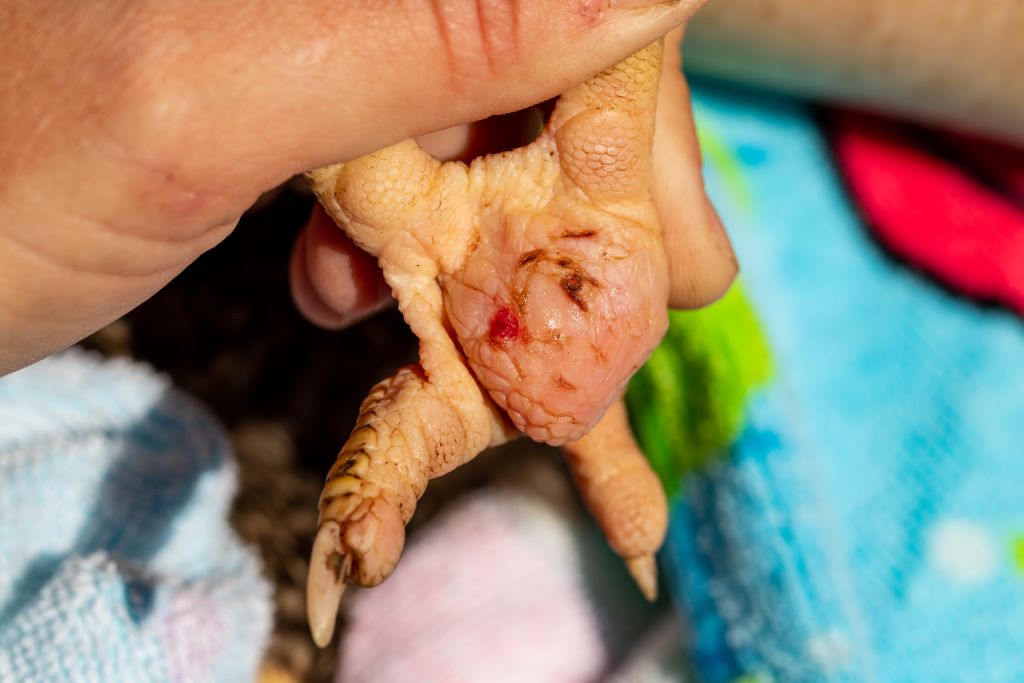 Underside of chicken's foot showing foot pad dermatitis.