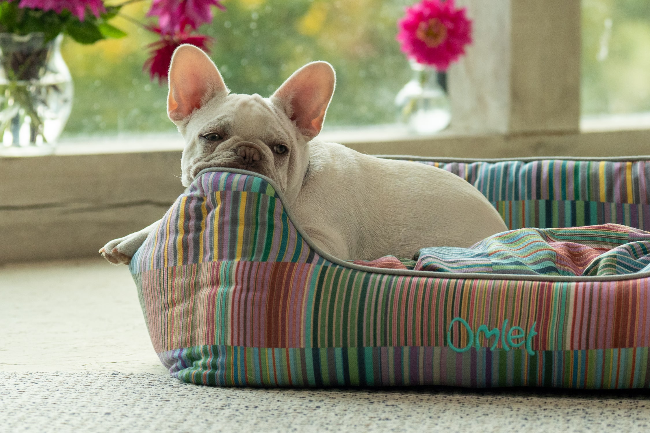 French Bulldog enjoying a rest on the Omlet Nest dog bed in Pawsteps Electric.