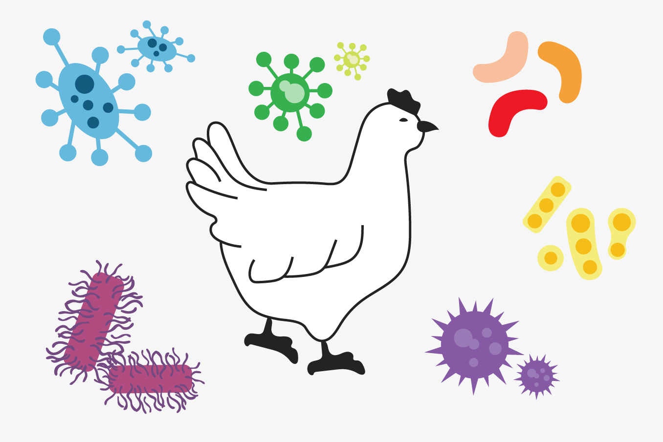 Exposure to high levels of atmospheric ammonia can suppress the immune system in chickens.