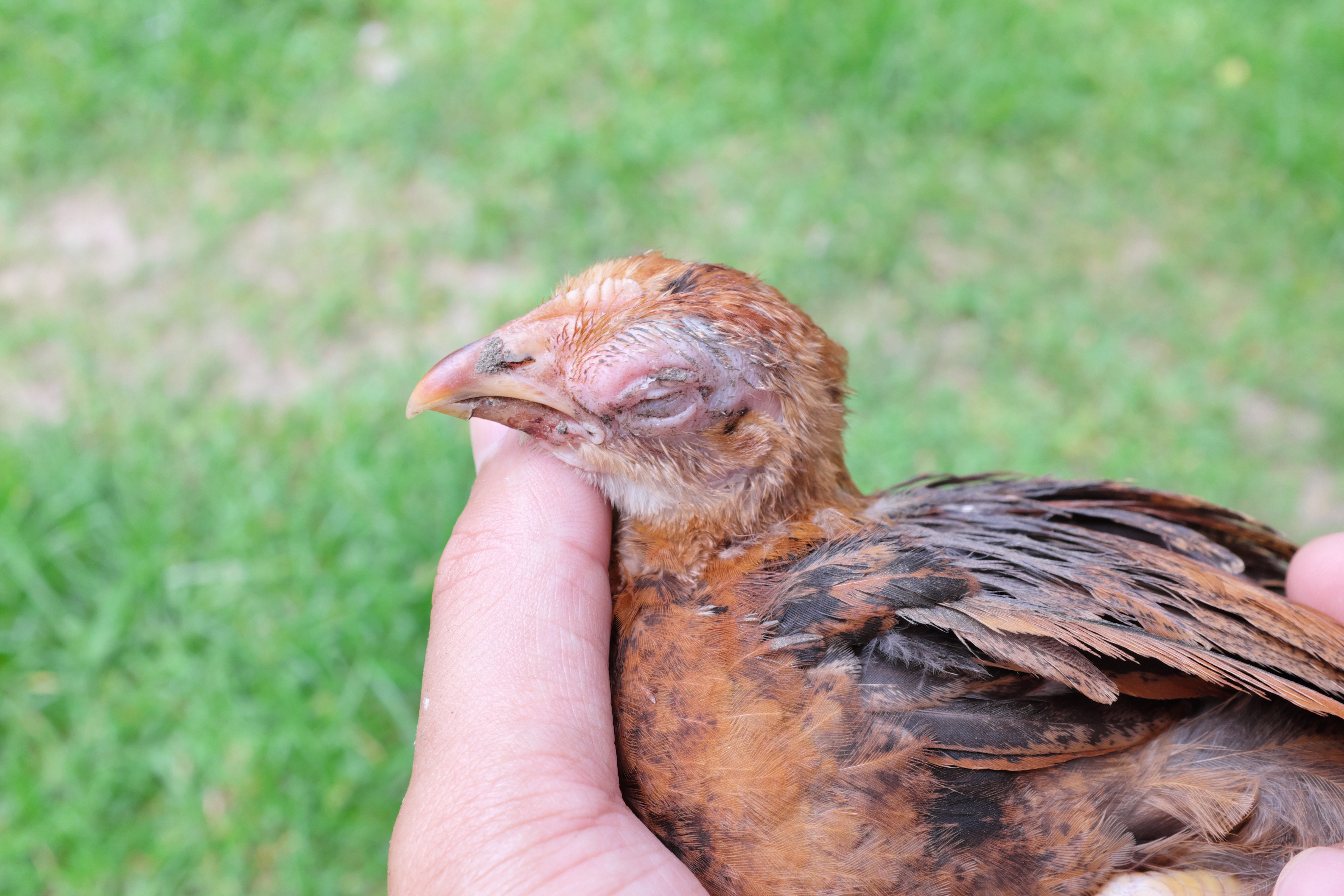 chicken with altered blood chemistry