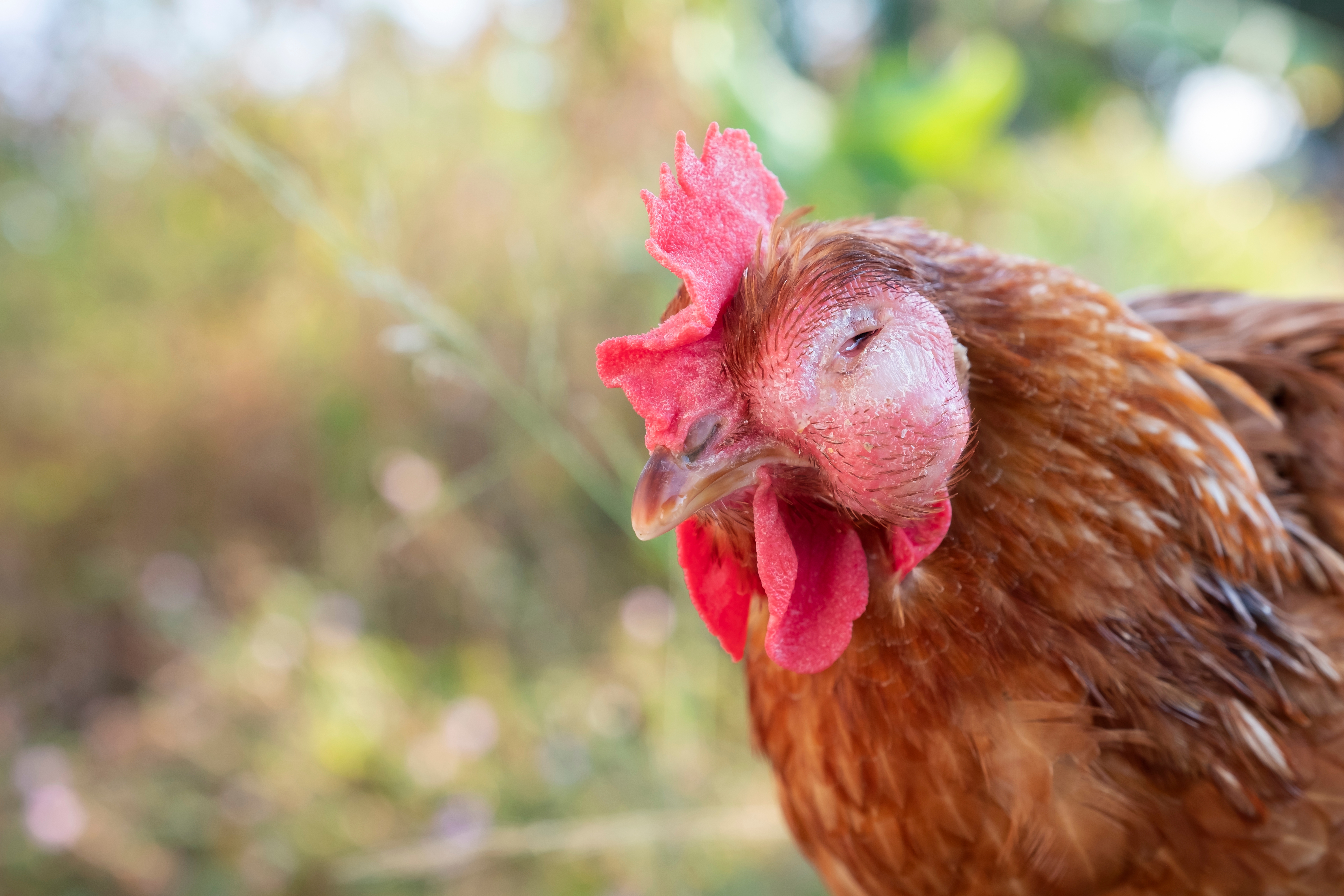 A chicken with swollen infected eye.