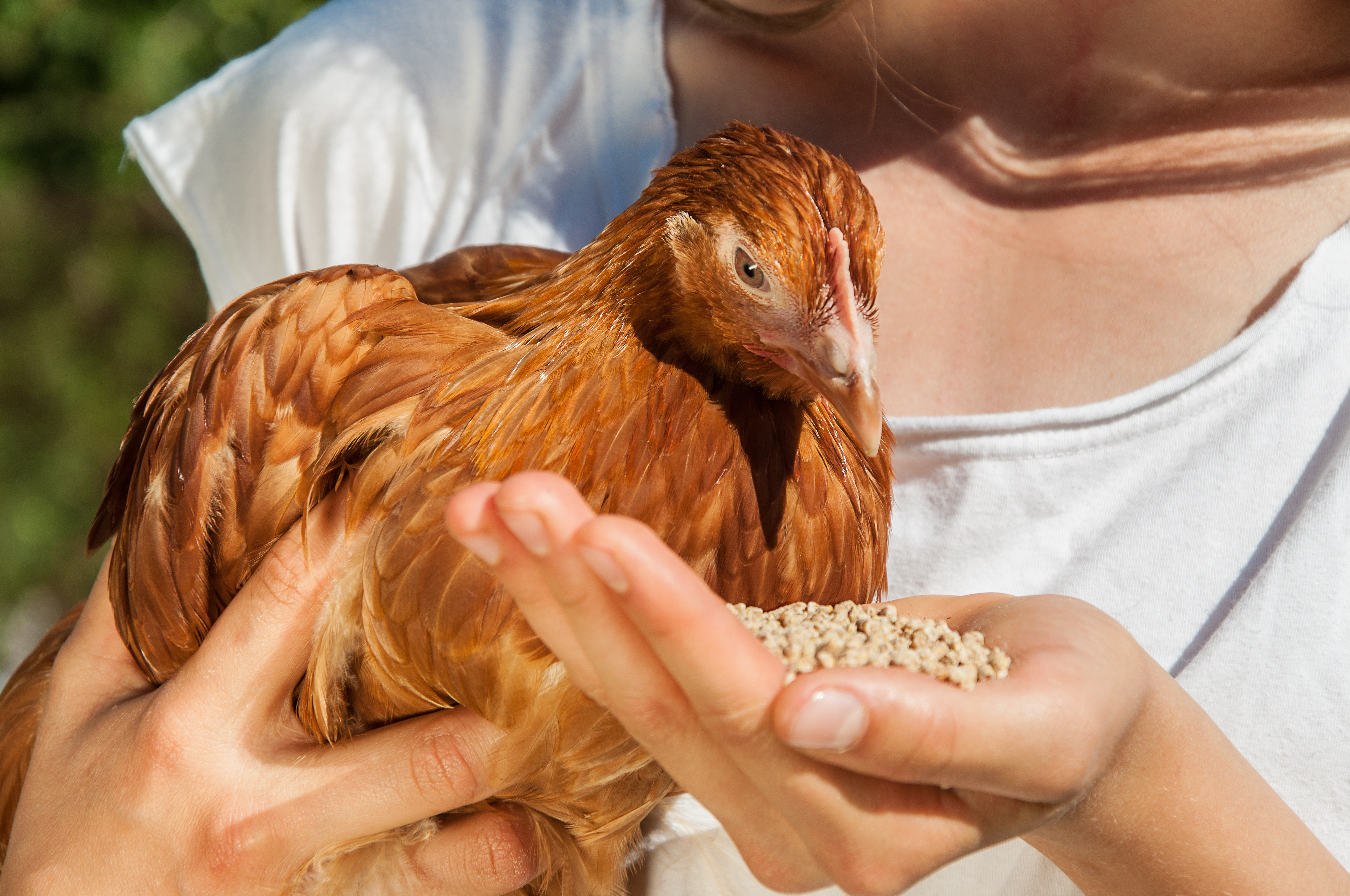 Chicken being encouraged to be handfed by owner.