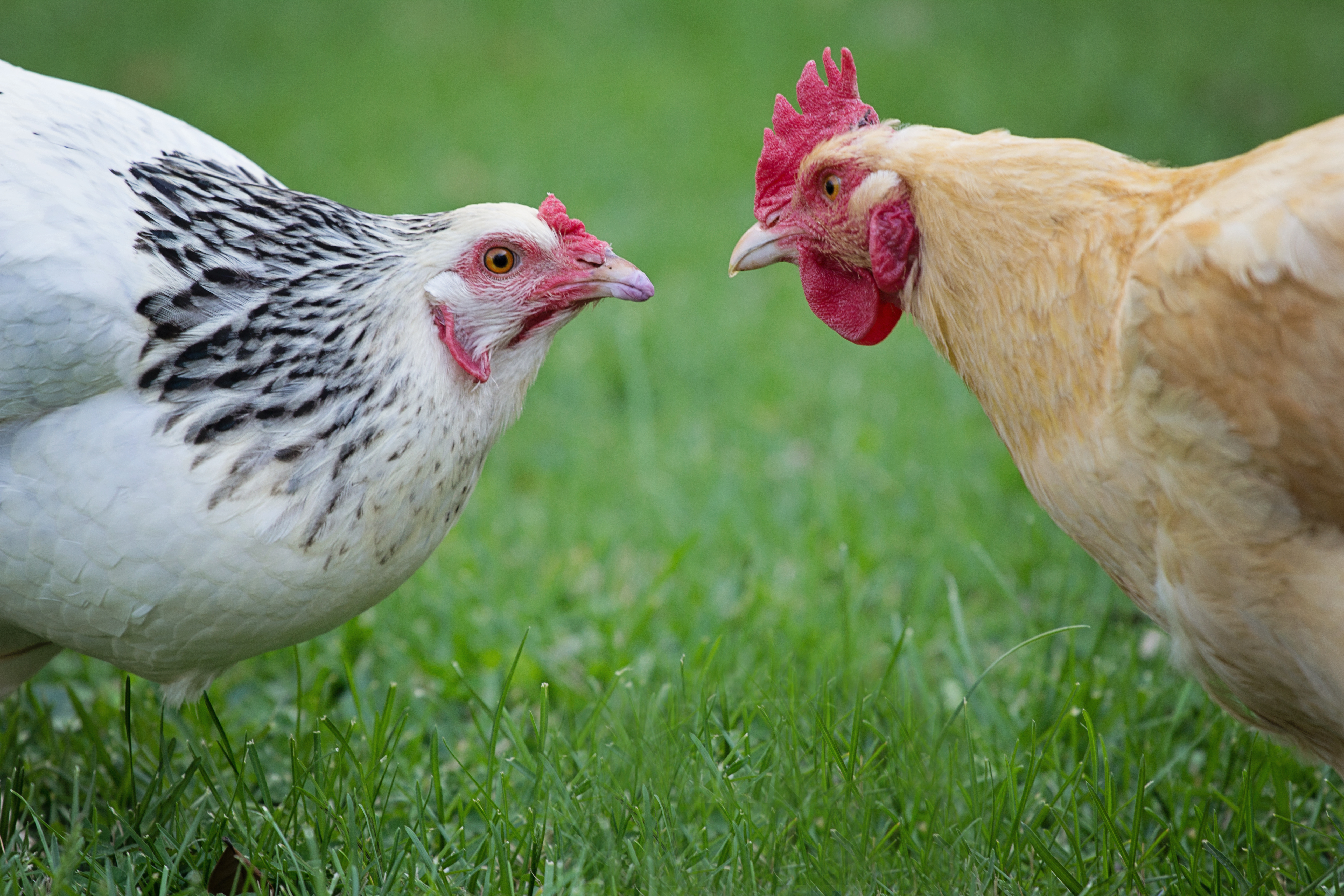 Chicken behaving aggressively to another member of the flock.