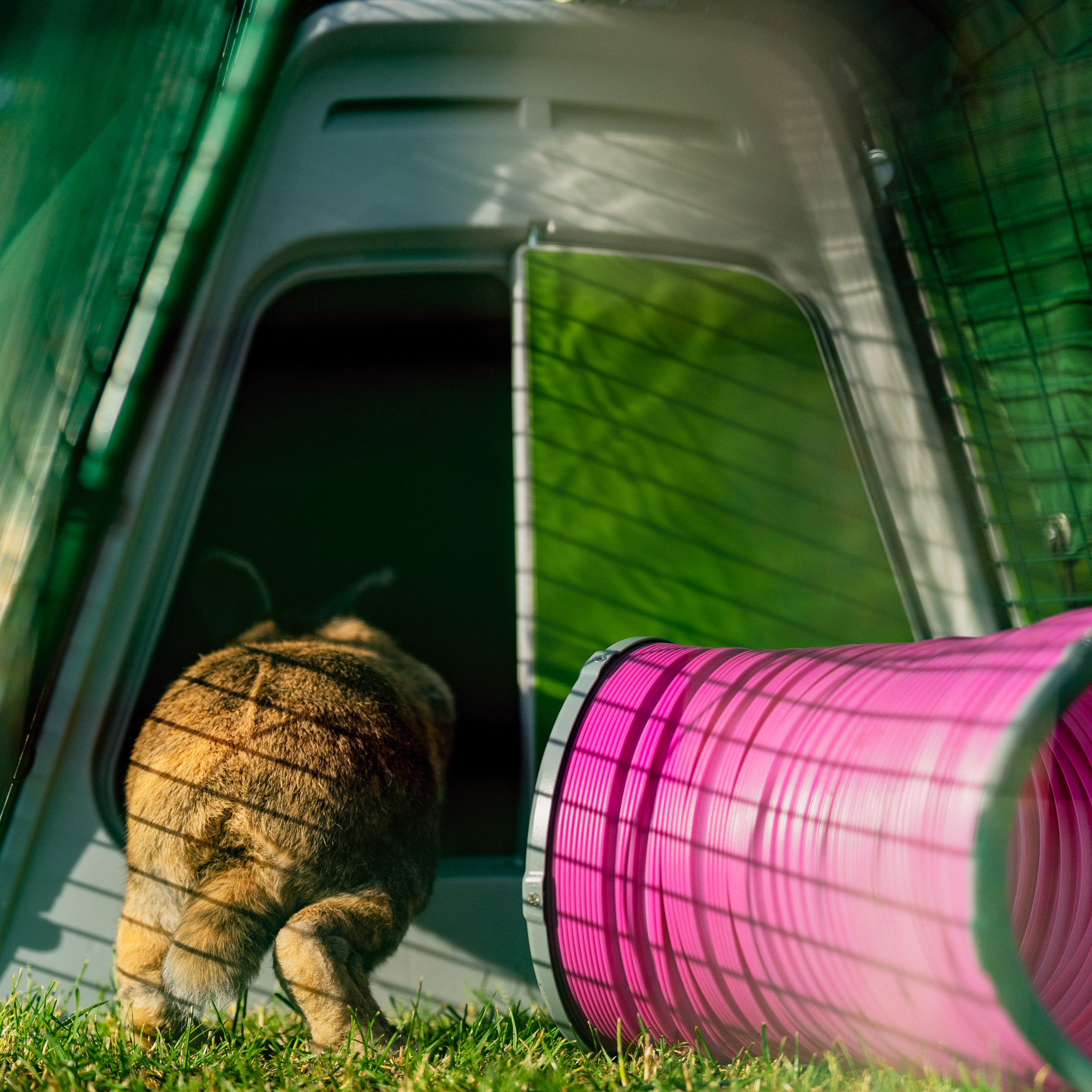 Rabbit hopping into an Eglu Go hutch next to a pink play tunnel.