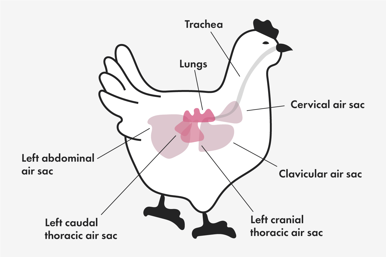 Anatomical diagram of a chickens respiratory tract..