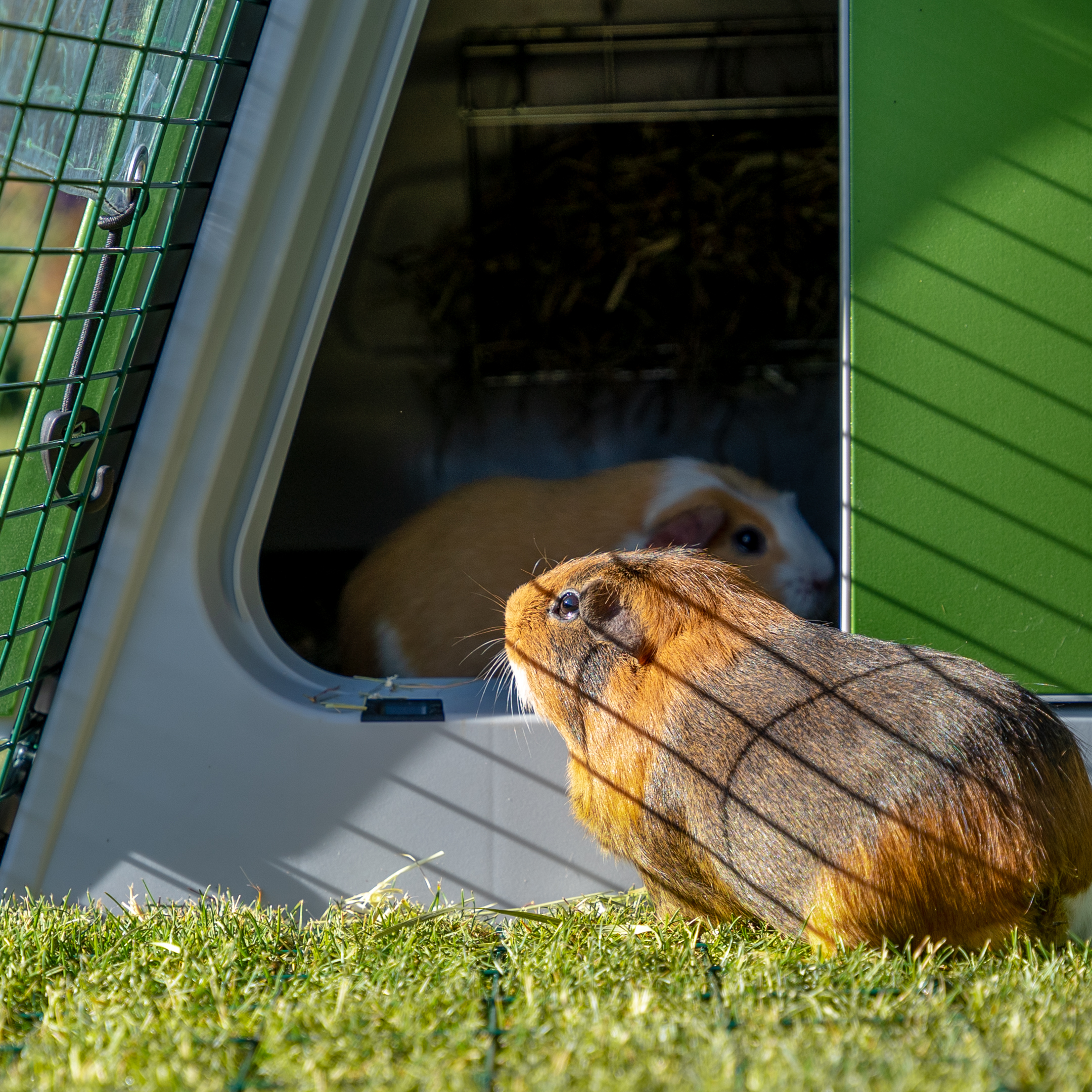 Guinea pigs looking into the Eglu Go Hutch