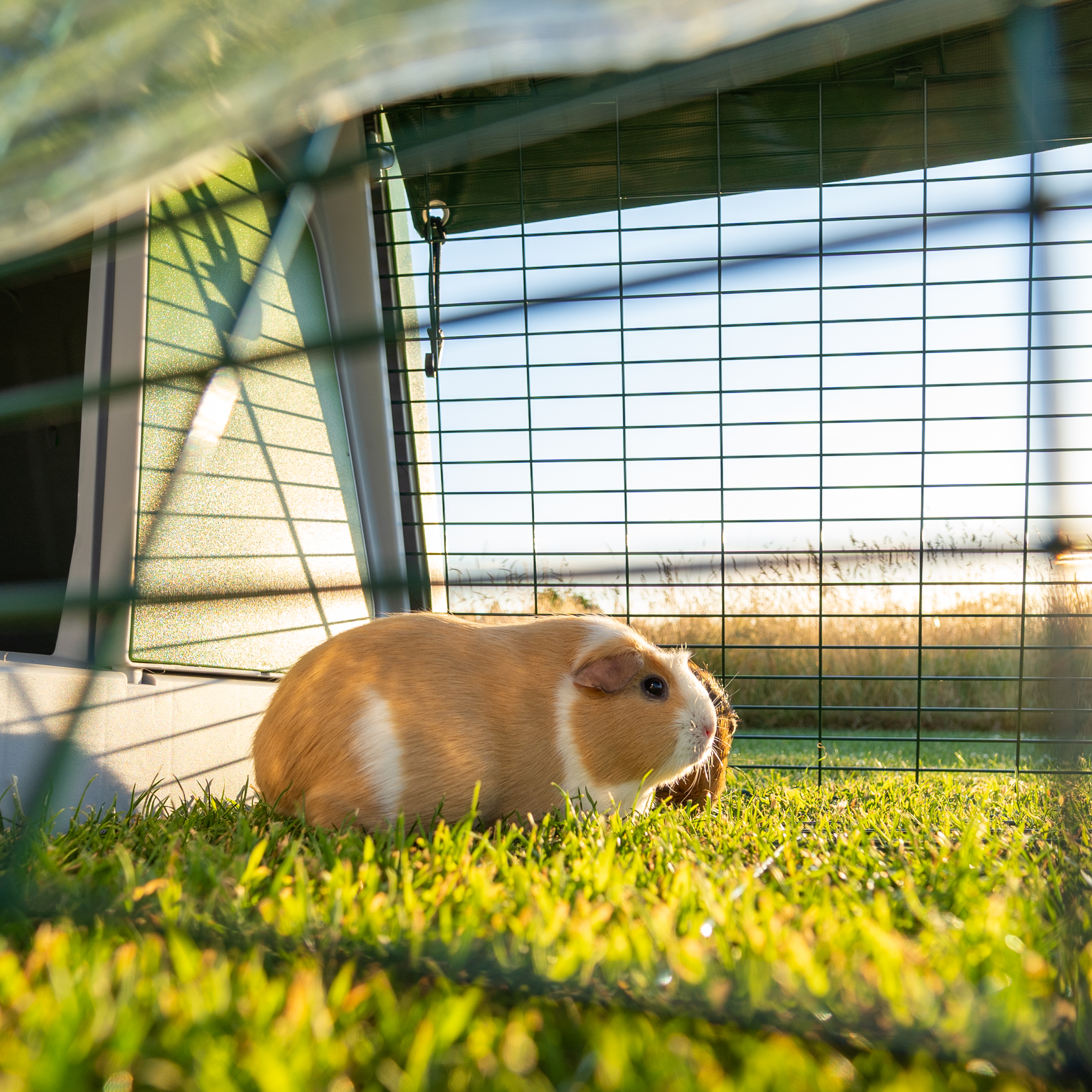 The 8 Best Guinea Pig Cages of 2023