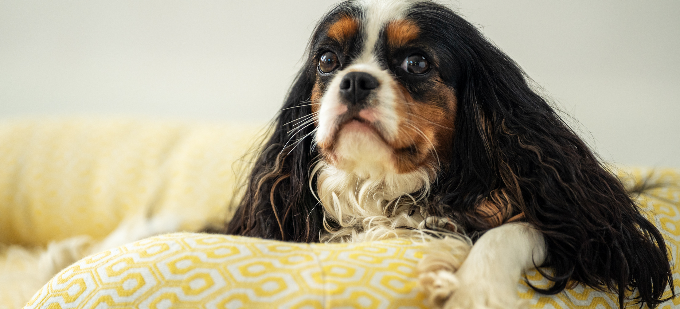 Cavalier King Charles spaniel on Omlet’s Nest dog bed in Honeycomb Pollen