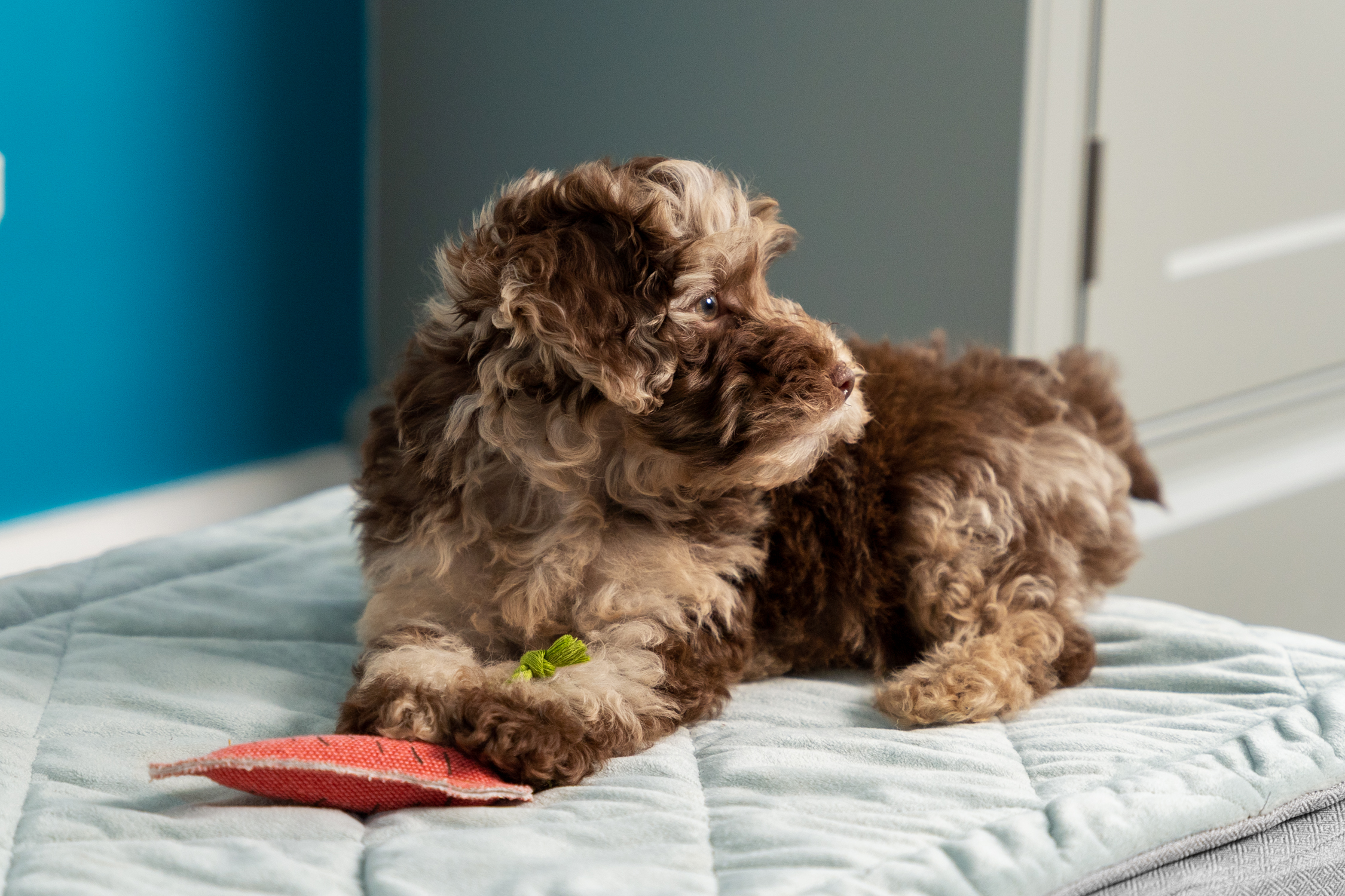 Puppy relaxing on their Omlet Topology Puppy Bed-id=